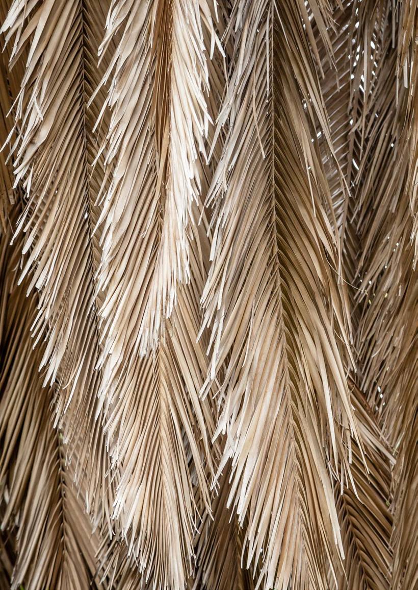 Dried palm fronds hanging in dense golden layers
